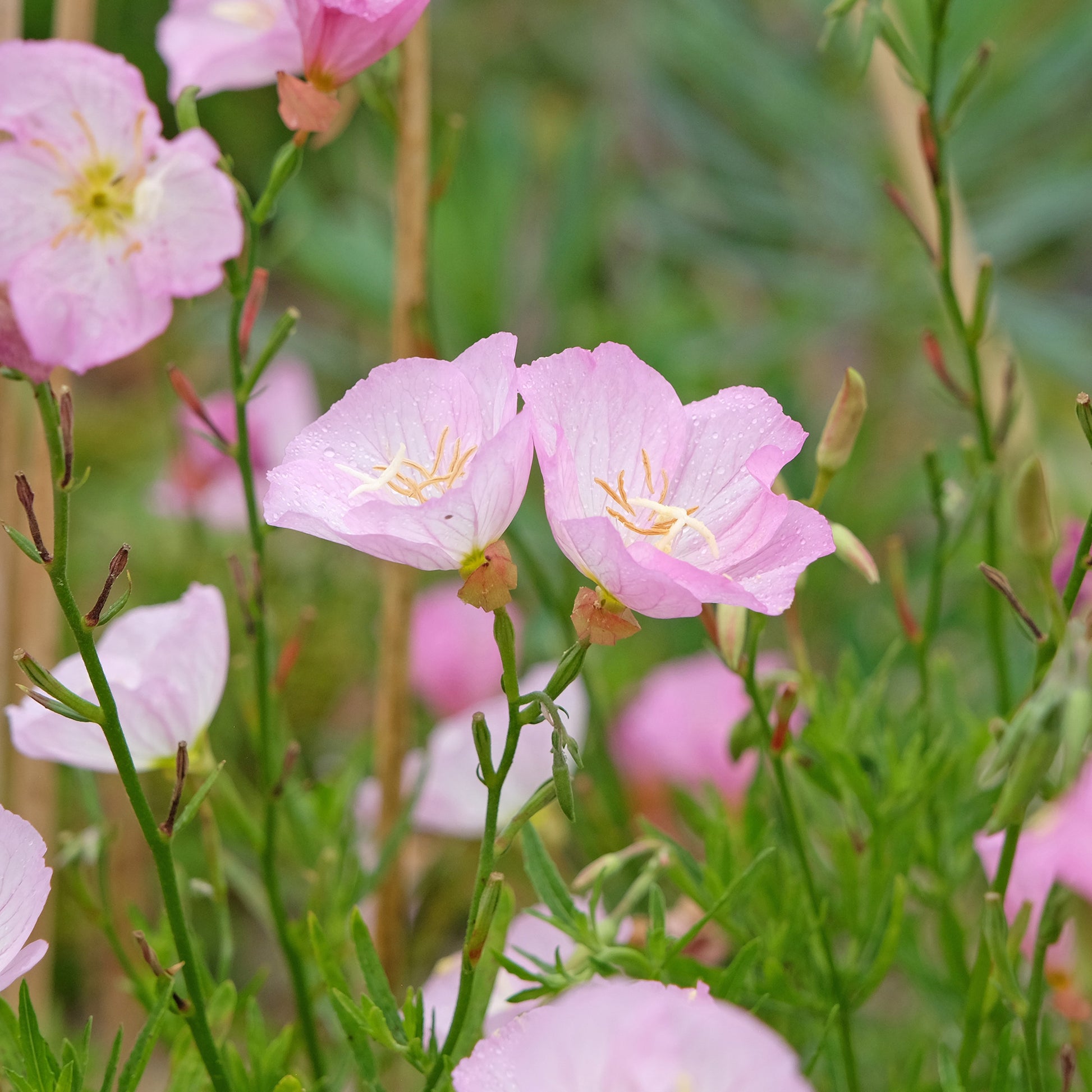 Nachtkerze 'Siskiyou Pink' (x2) - Oenothera speciosa Siskiyou Pink - Bakker