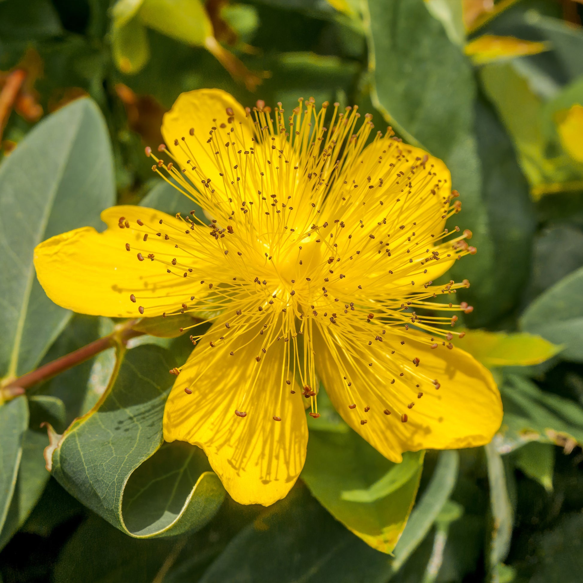 Johanniskraut (x5) - Hypericum calycinum - Bakker