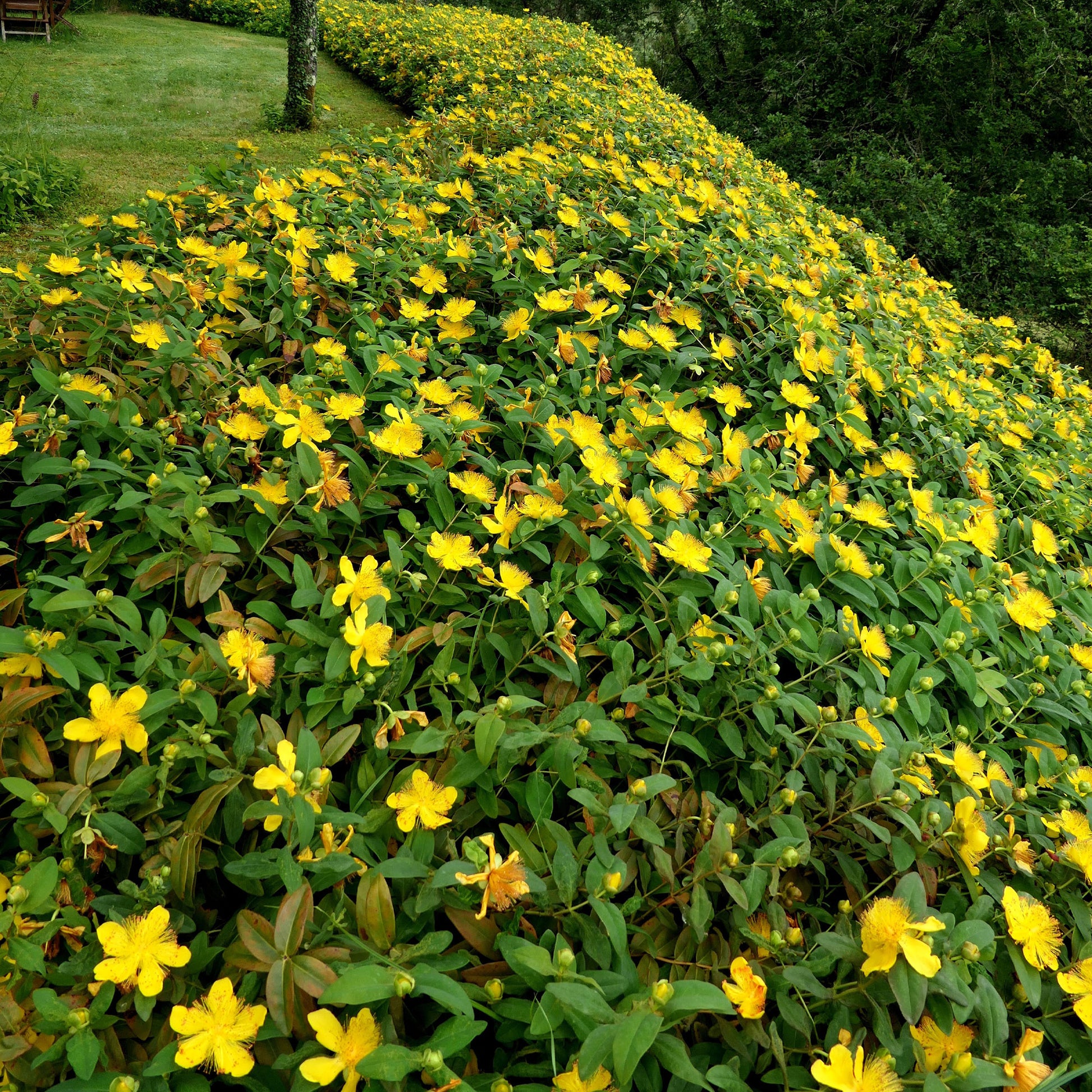 Hypericum calycinum - Johanniskraut (x5) - Stauden