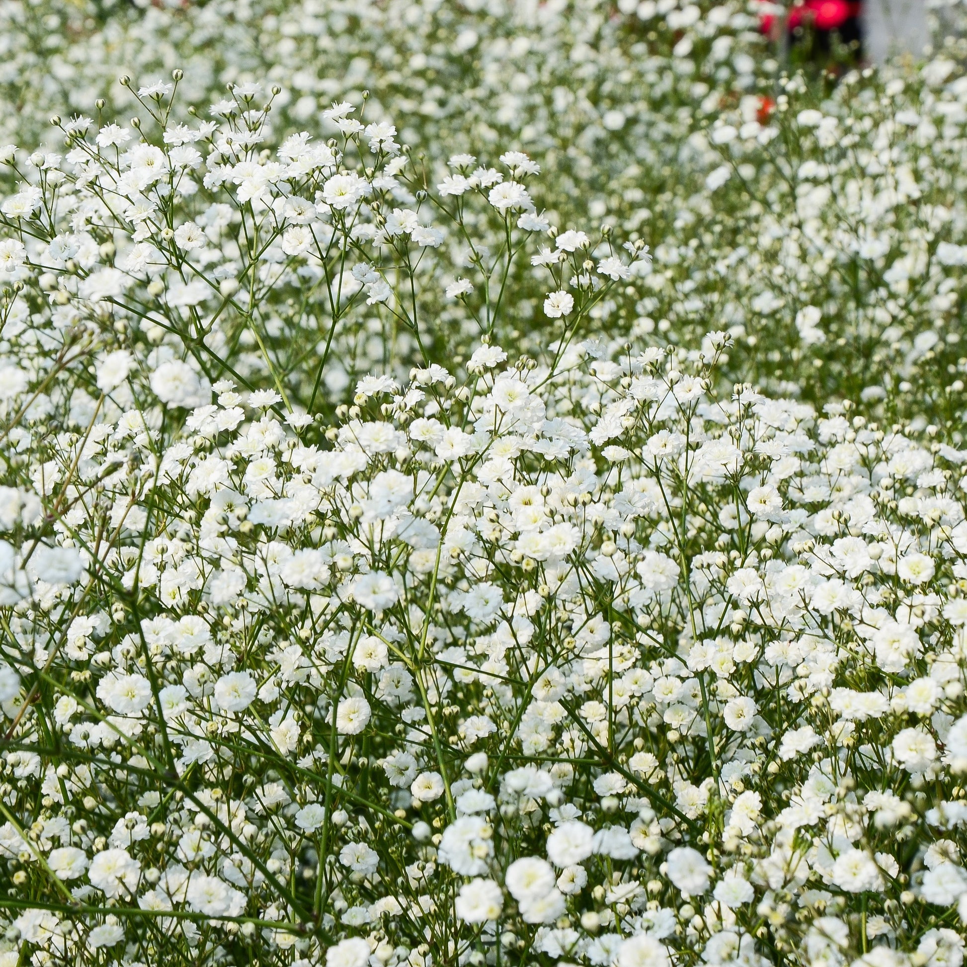 Gypsophila paniculata - Rispiges Gipskraut (x3) - Gypsophila