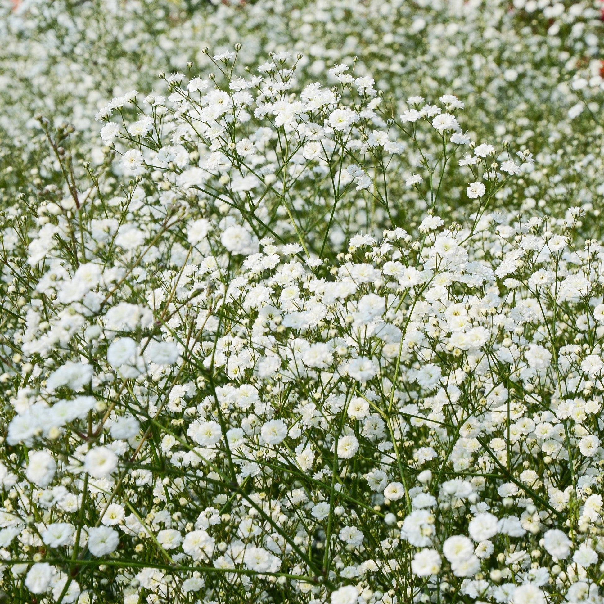 Stauden-Kollektion für naturnahe Beete (x11) - Blühende Stauden - Bakker