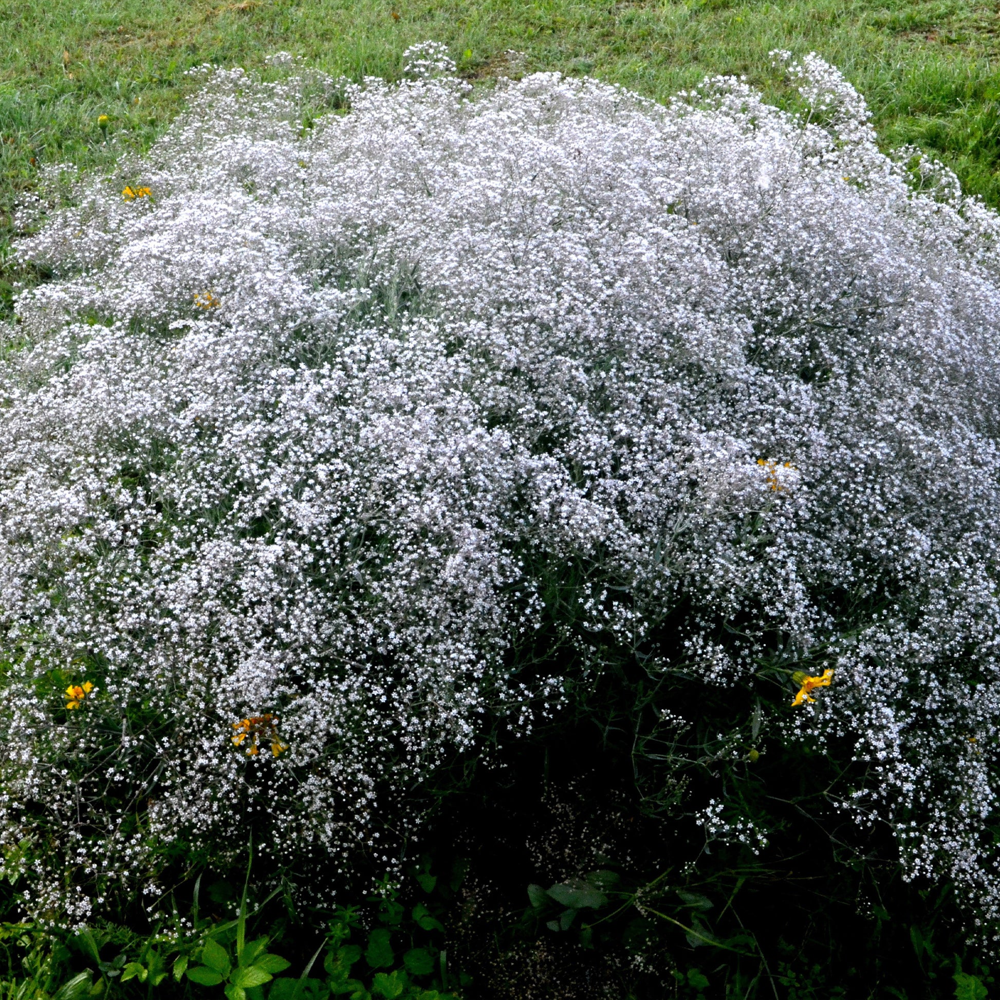 Rispiges Gipskraut (x3) - Gypsophila paniculata - Bakker
