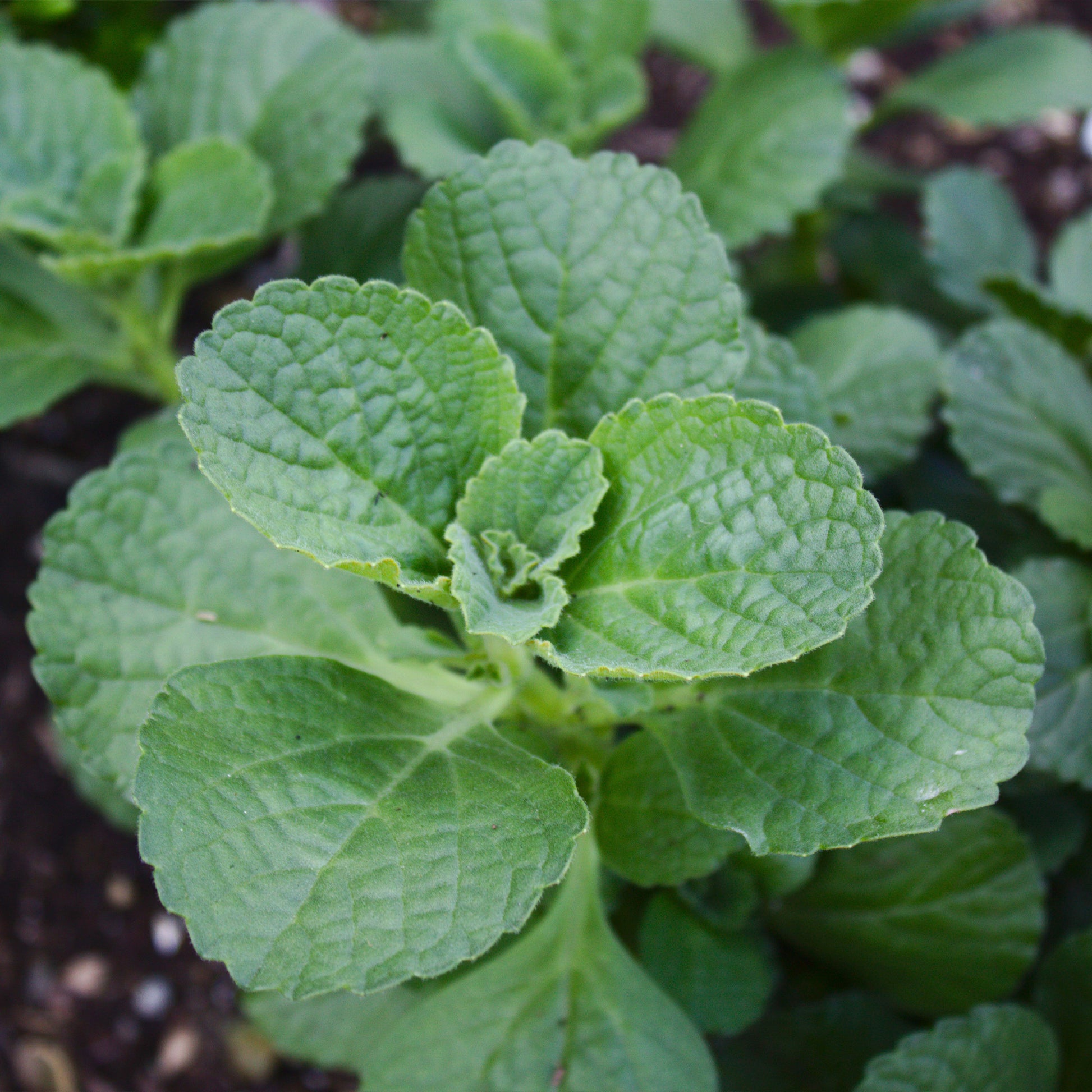 Coleus canina - Coleus canina (x3) - Terrasse und Balkon