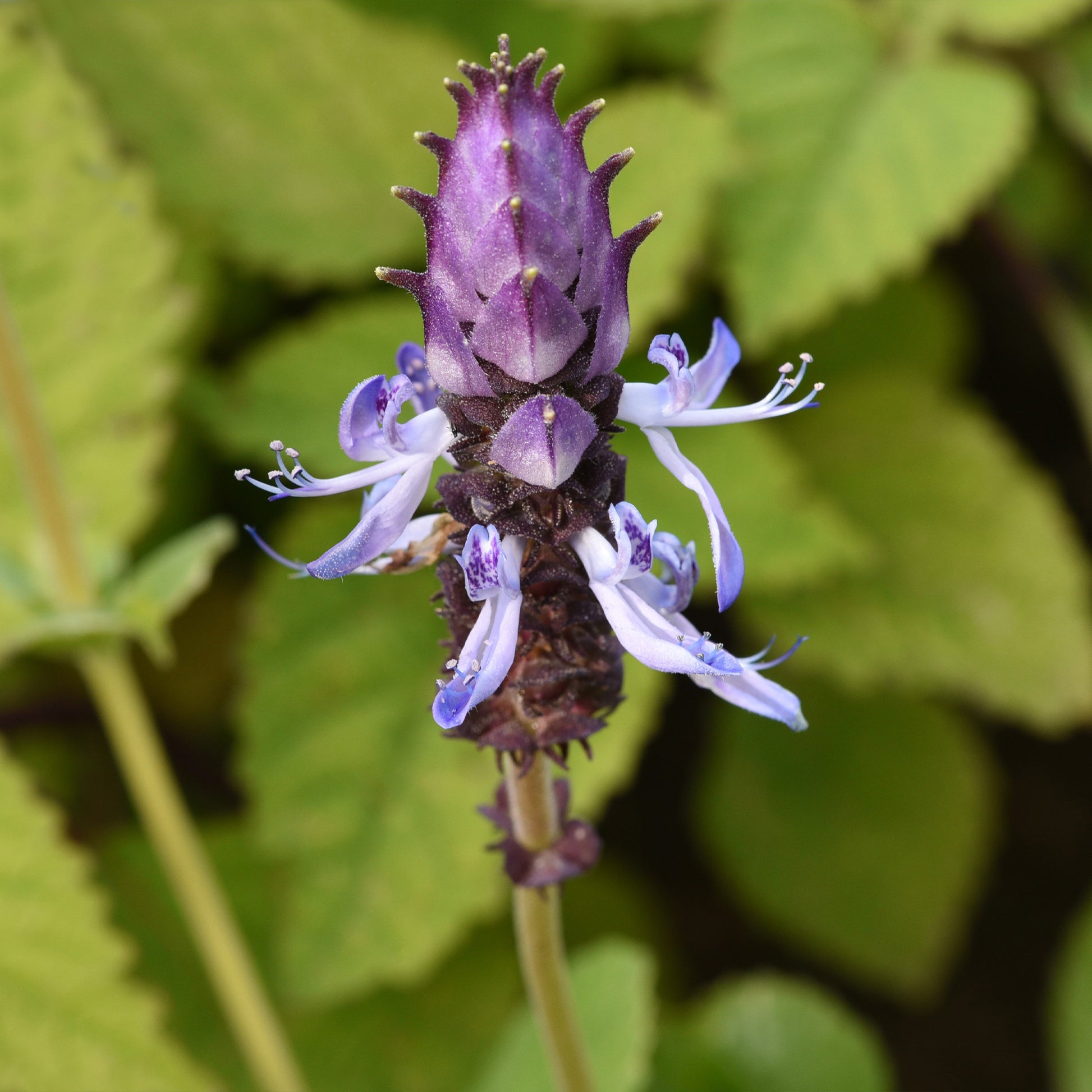 Coleus canina (x3) - Coleus canina - Bakker
