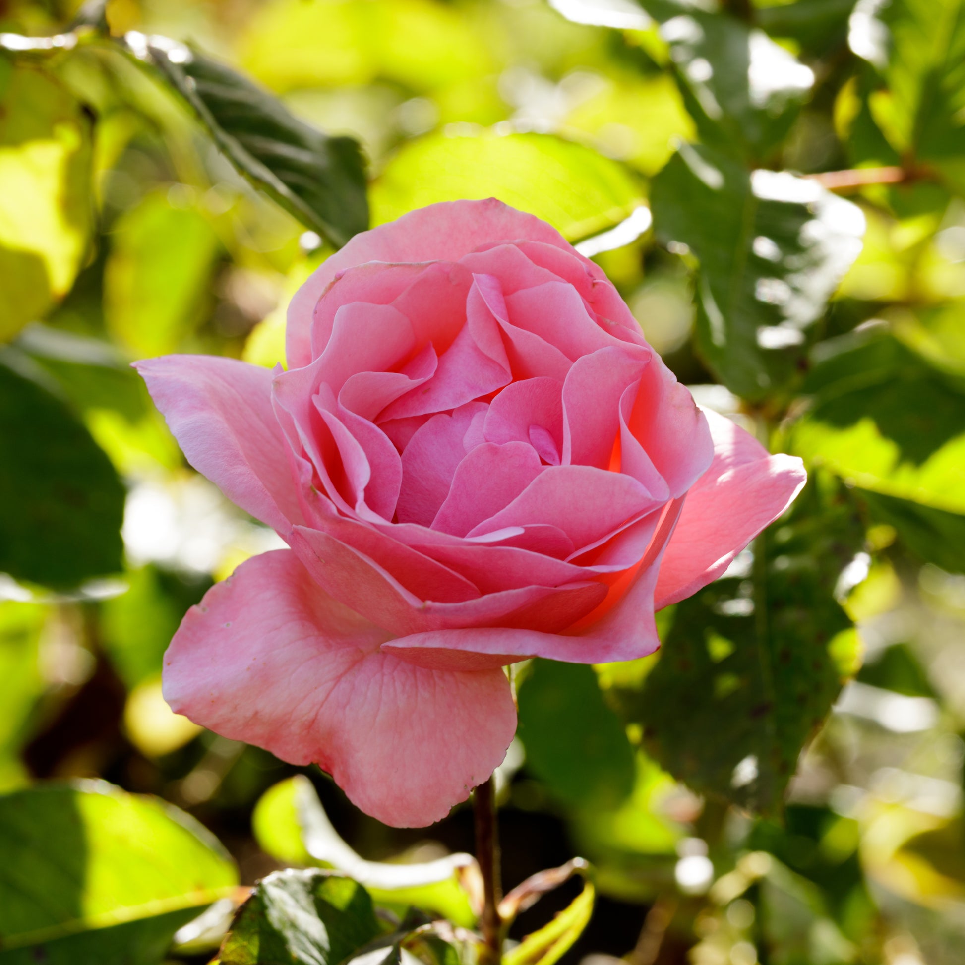 Rosen - Rose Queen Elisabeth - Rosa Queen Elisabeth