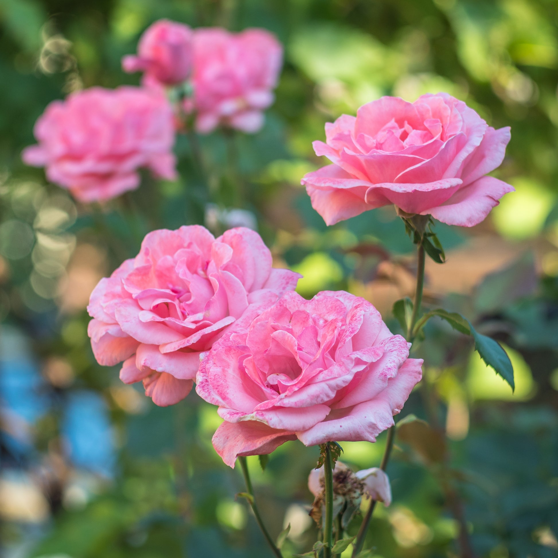 Rose Queen Elisabeth - Rosa Queen Elisabeth - Bakker