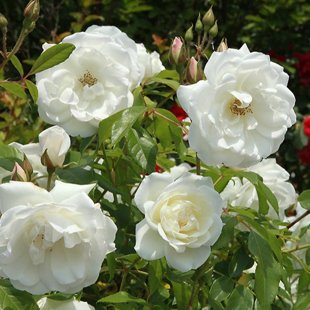 Strauchrose Helga - Bakker