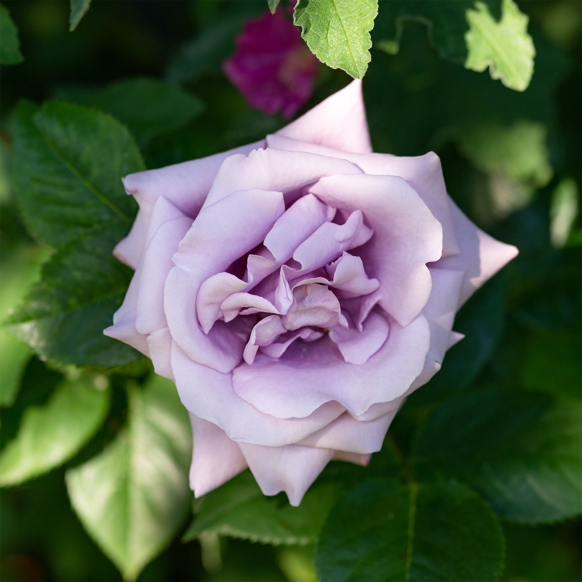 Kletterrose Indigoletta - Rosa indigoletta - Bakker