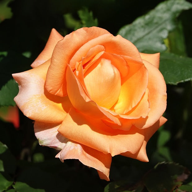 Kletterrose Metanoia - Rosa metanoia - Bakker