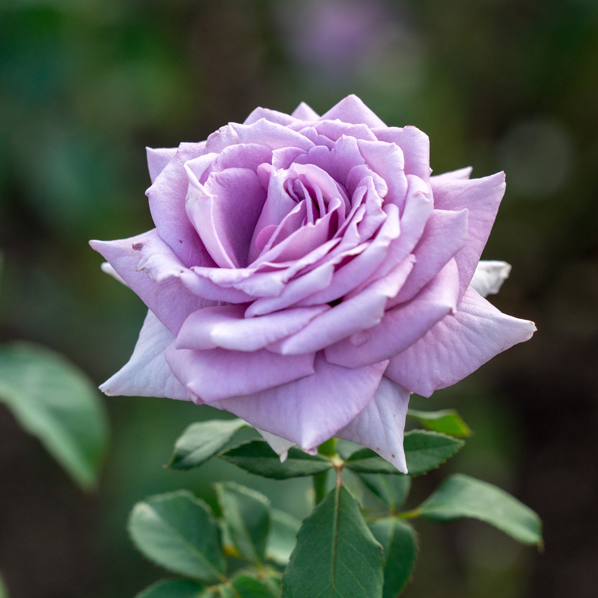 Strauchrose violett - Bakker