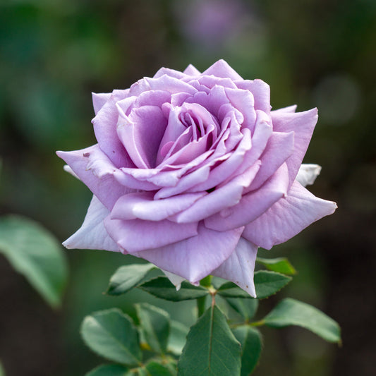 Strauchrose violett - Bakker
