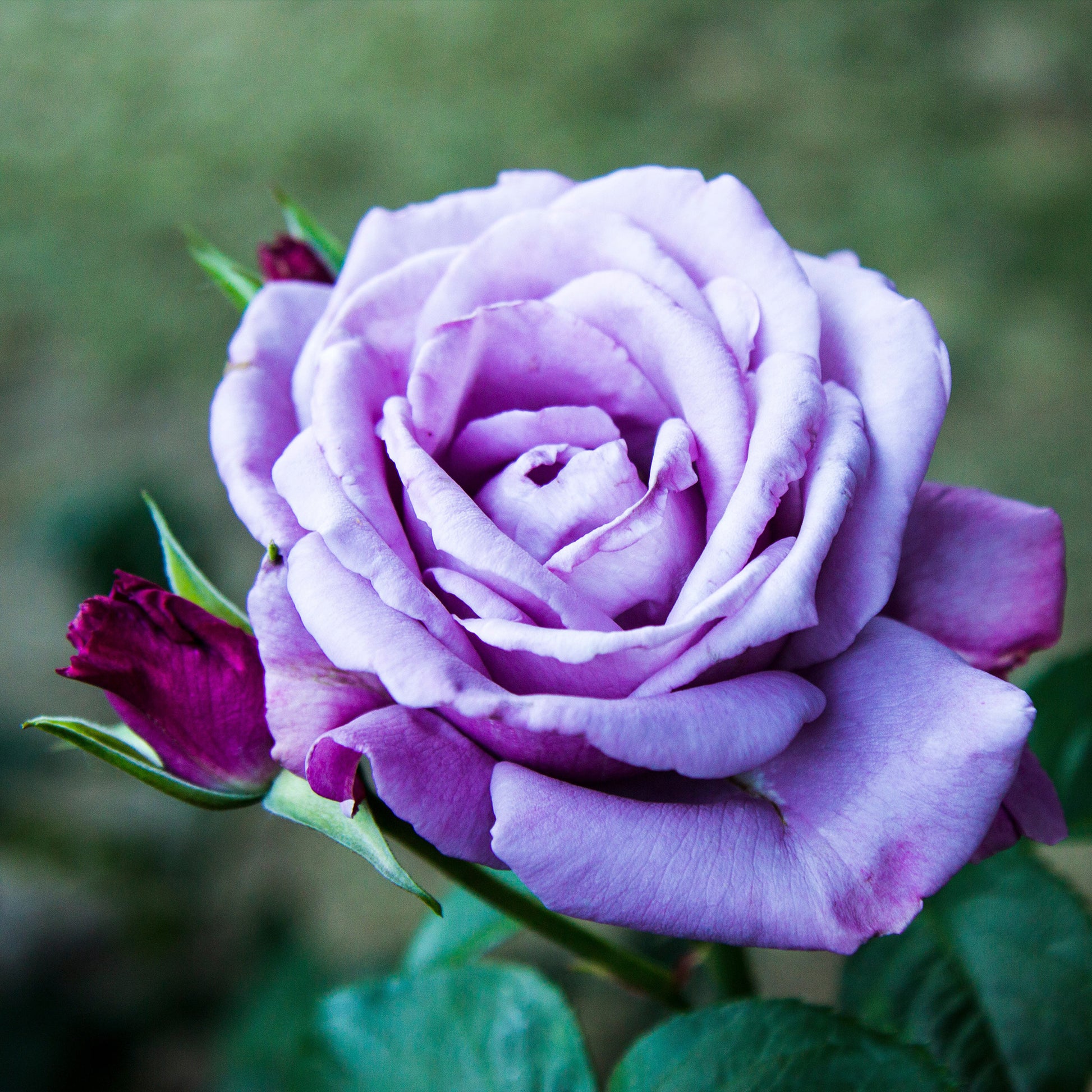 Rosa - Strauchrose violett - Rosen - Nackte Wurzeln