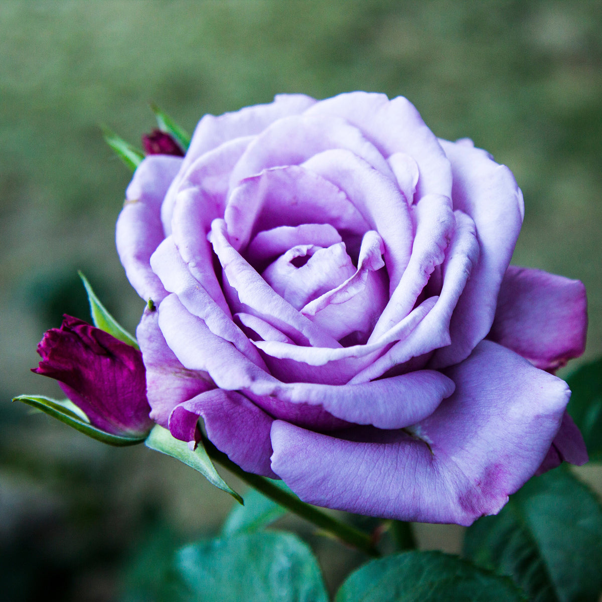 Rosa - Strauchrose violett - Rosen - Nackte Wurzeln