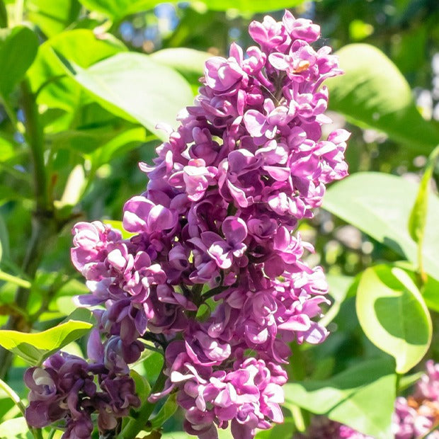 Blühende Sträucher - Flieder-Kollektion, doppelt blühend (x4) - Syringa vulgaris