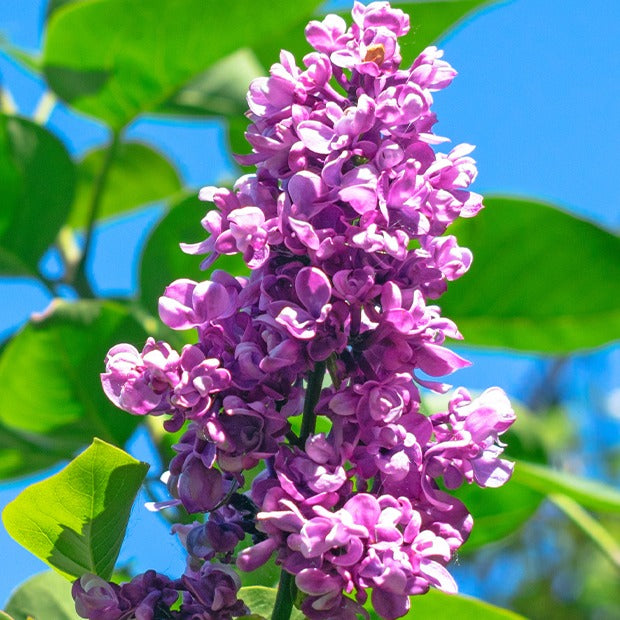 Verkauf Flieder ‘Charles Joly’ - Syringa vulgaris Charles Joly