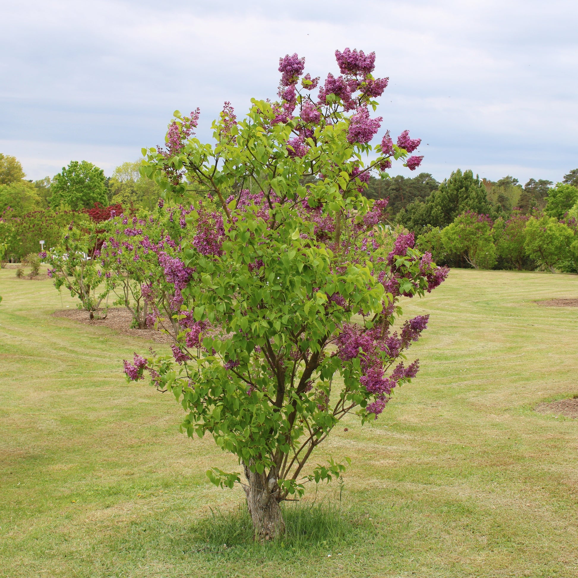 Flieder ‘Charles Joly’ - Syringa vulgaris Charles Joly - Bakker