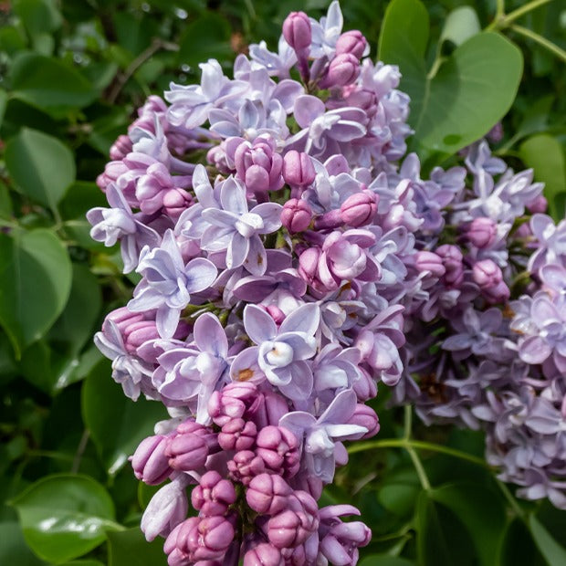 Syringa vulgaris - Flieder-Kollektion, doppelt blühend (x4) - Blühende Sträucher