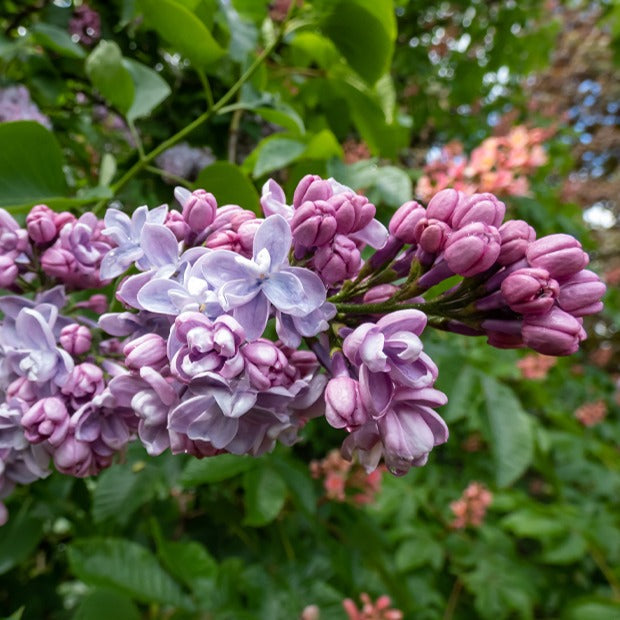 Gefüllter Flieder ‘Katherine Havemeyer’ - Syringa vulgaris Katherine Havemeyer - Bakker