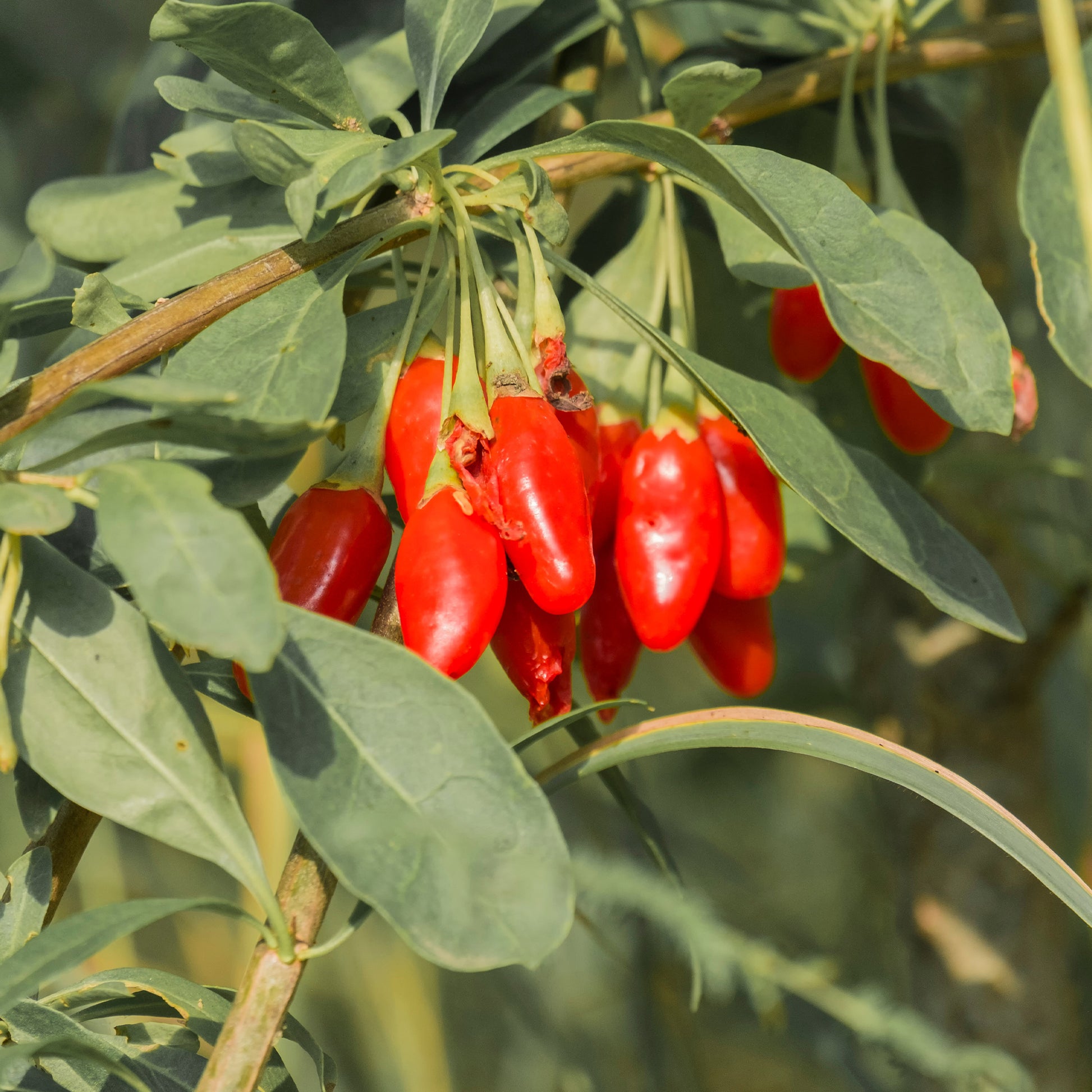 Lycium barbarum - Gojibeere - Andere Obstbäume und Sträucher
