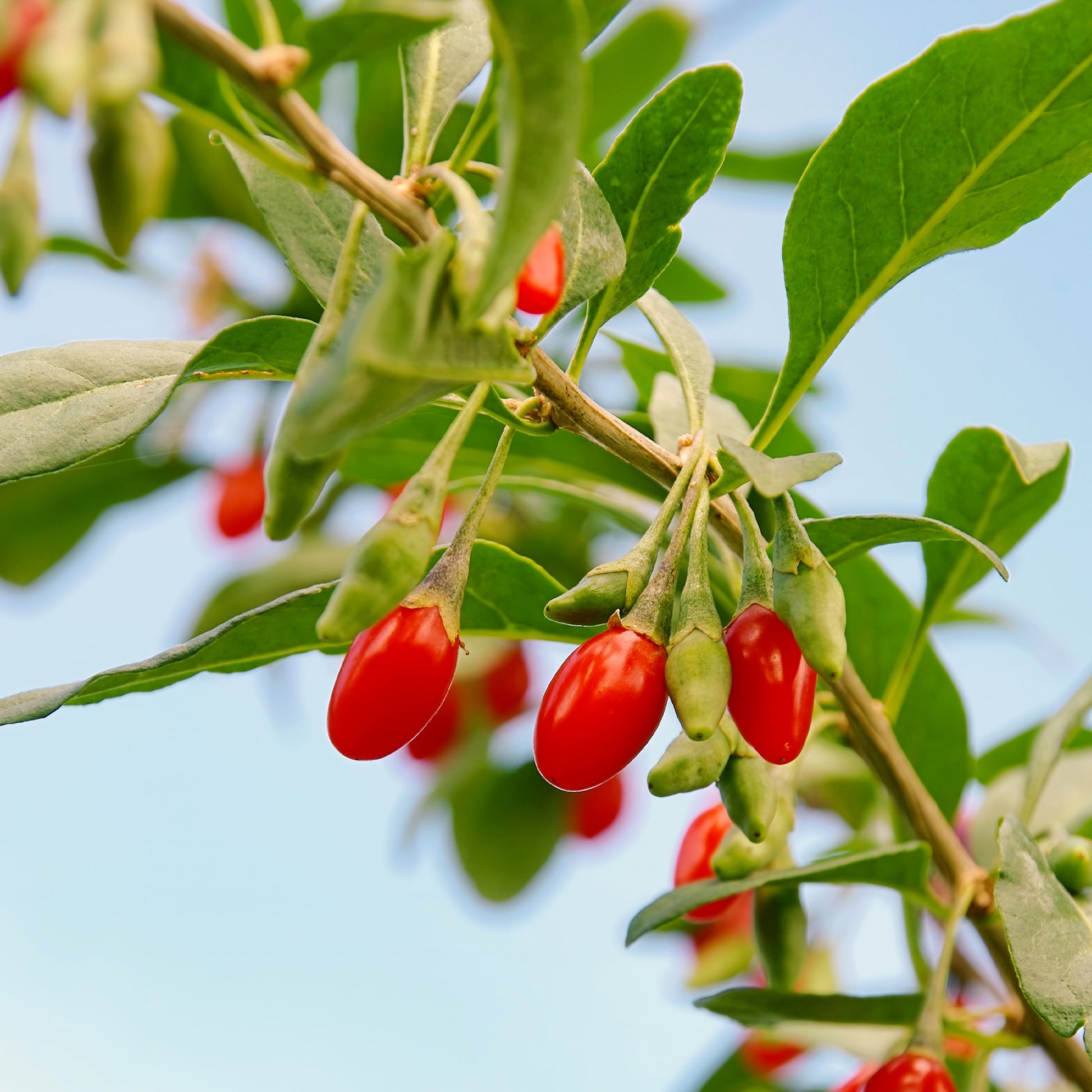Vaccinium corymbosum, lycium barbarum, vaccinum macrocarpon, schisandra chinensis - Sträucher-Kollektion Vitaminfrüchte (x4) - Obsthecken
