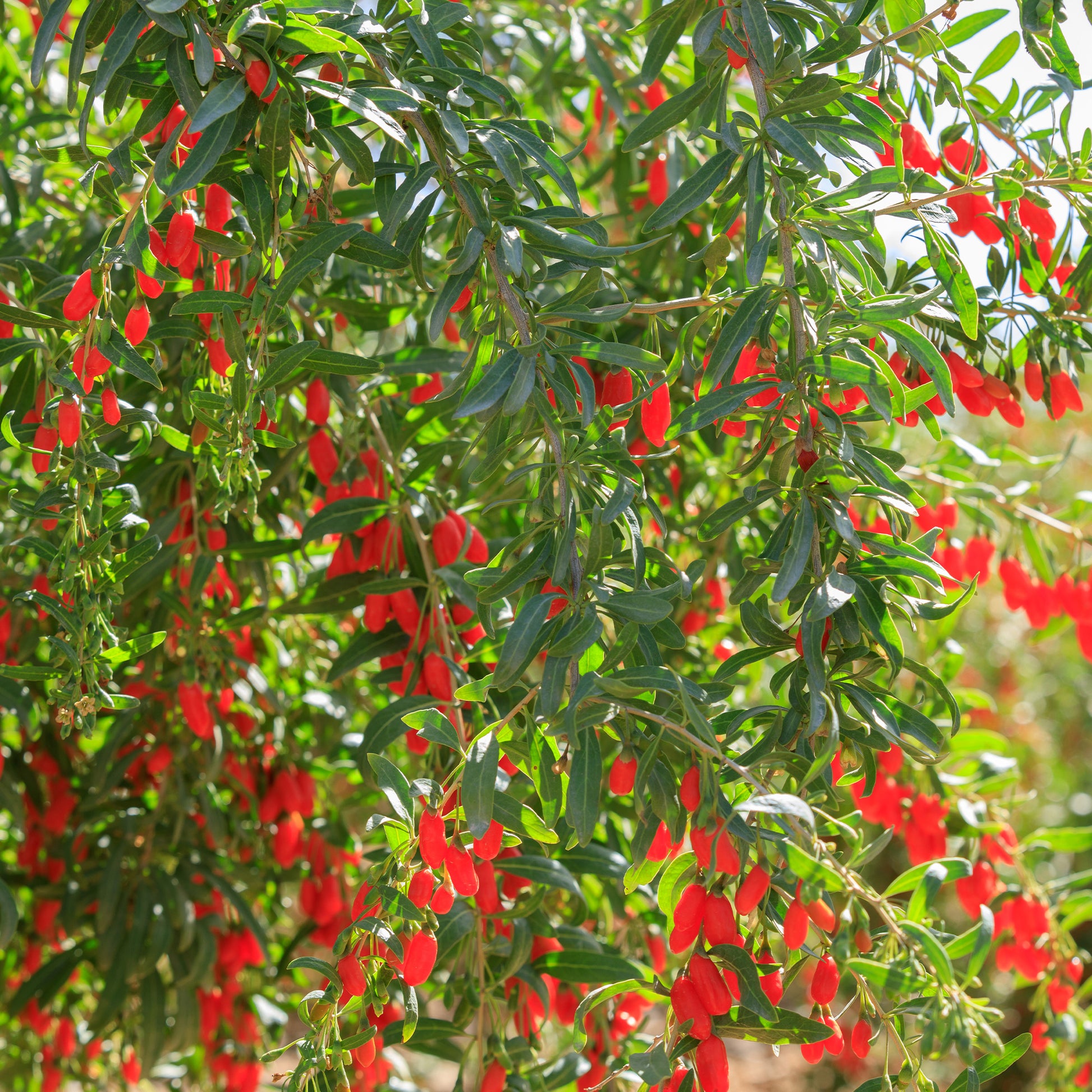 Andere Obstbäume und Sträucher - Gojibeere - Lycium barbarum