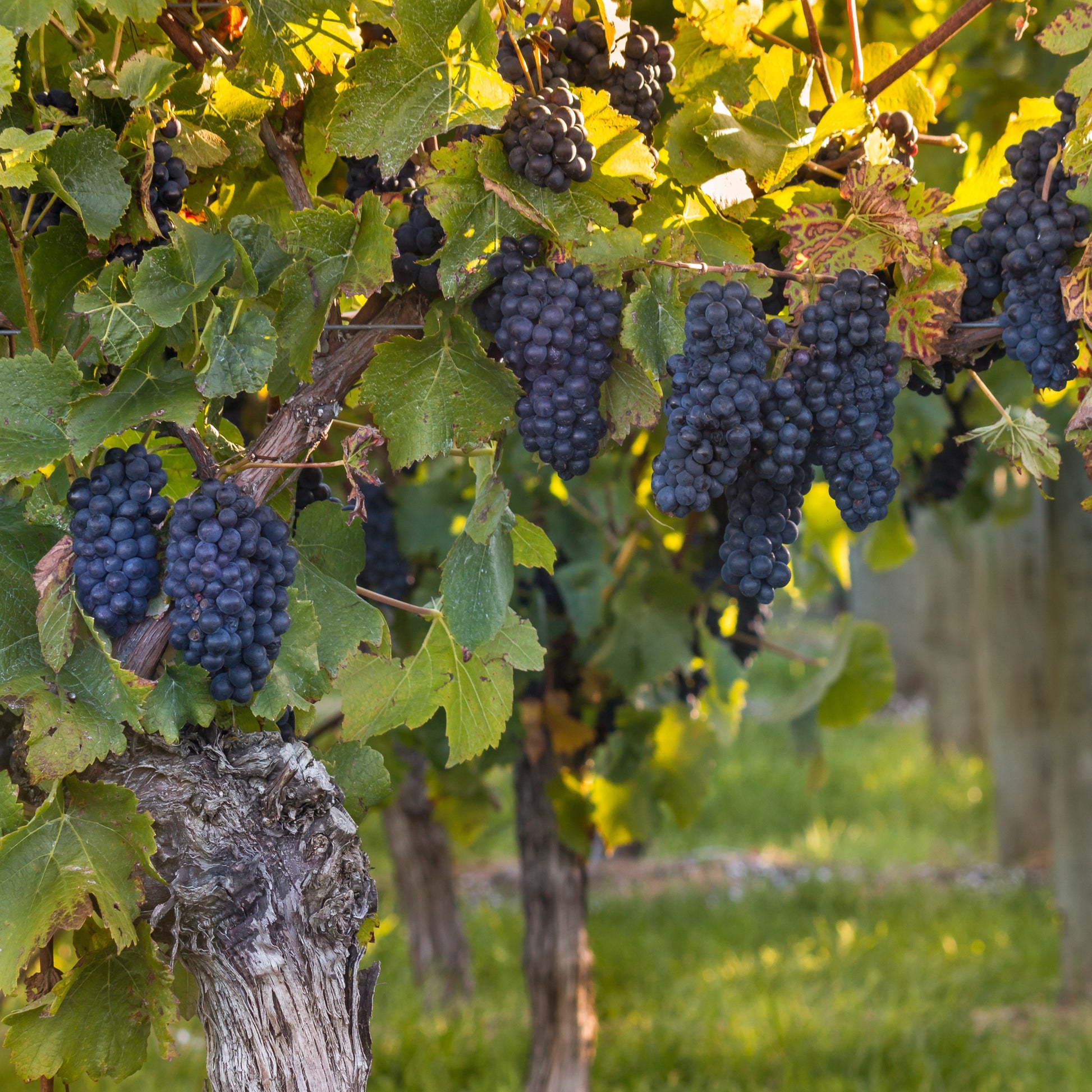 Vitis vinifera muscat de hambourg - Weinrebe ‘Muscat de Hambourg’ - Weinrebe