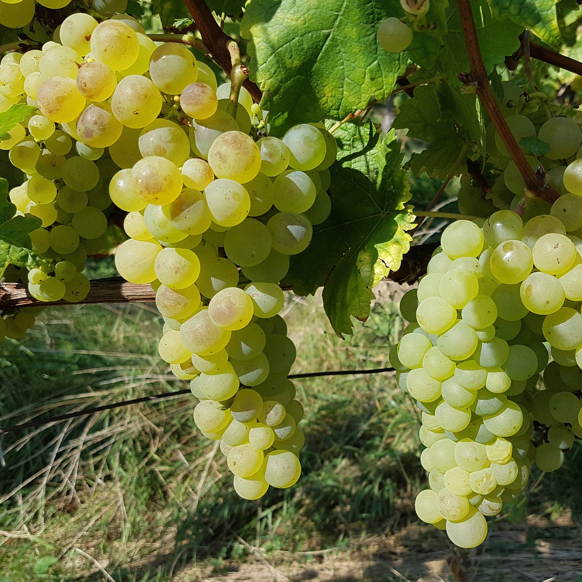 Weinrebe ‘Chasselas de Fontainebleau’ - Vitis vinifera chasselas de fontainebleau - Bakker