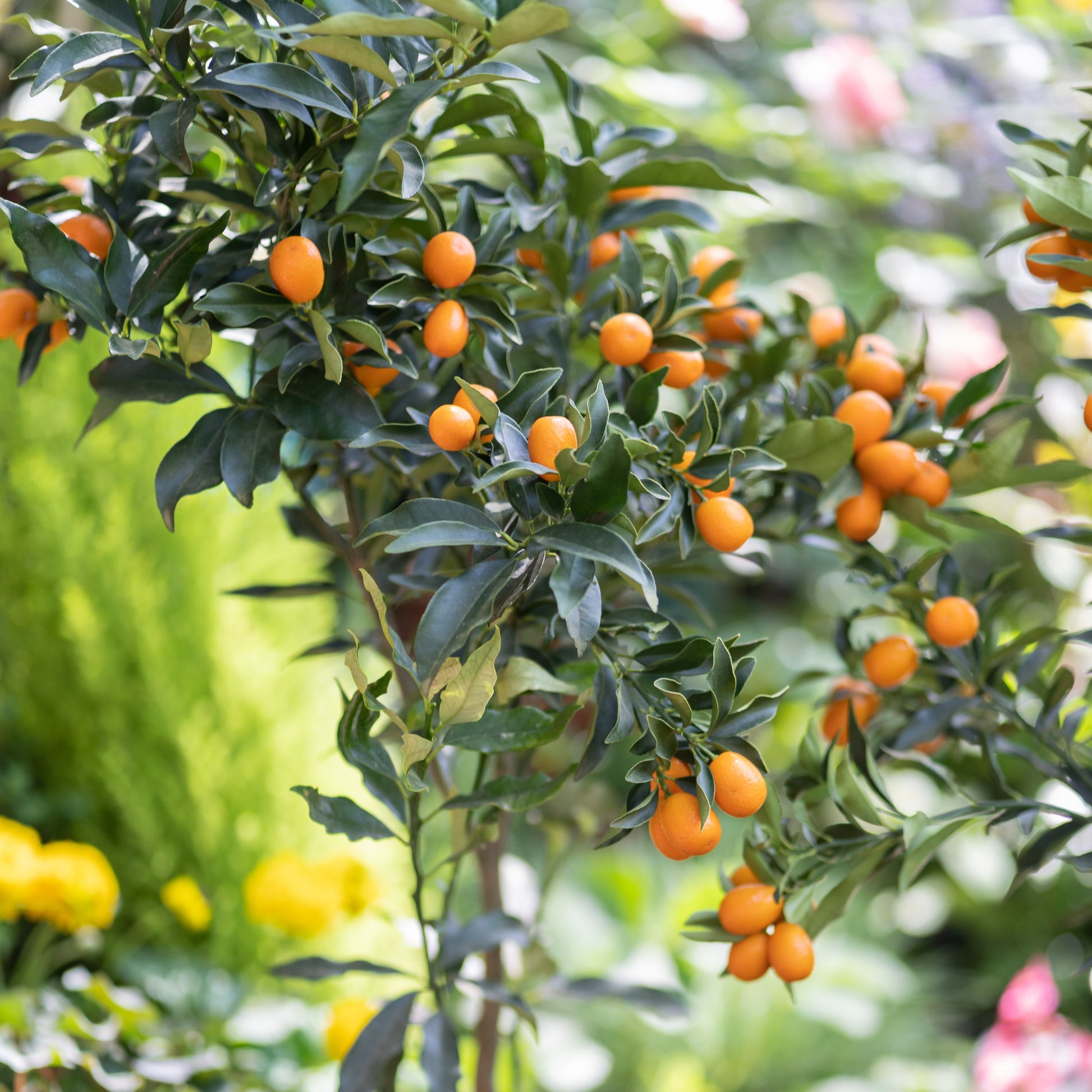 Zitrusfrüchte - Kumquat - Fortunella margarita