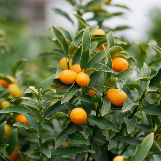 Kumquat - Bakker