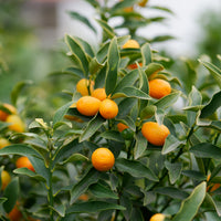 Citrus lemon vulcan + fortunella - Zitrus-Kollektion Kumquat & Zitronenbaum (x2) - Zitrusfrüchte