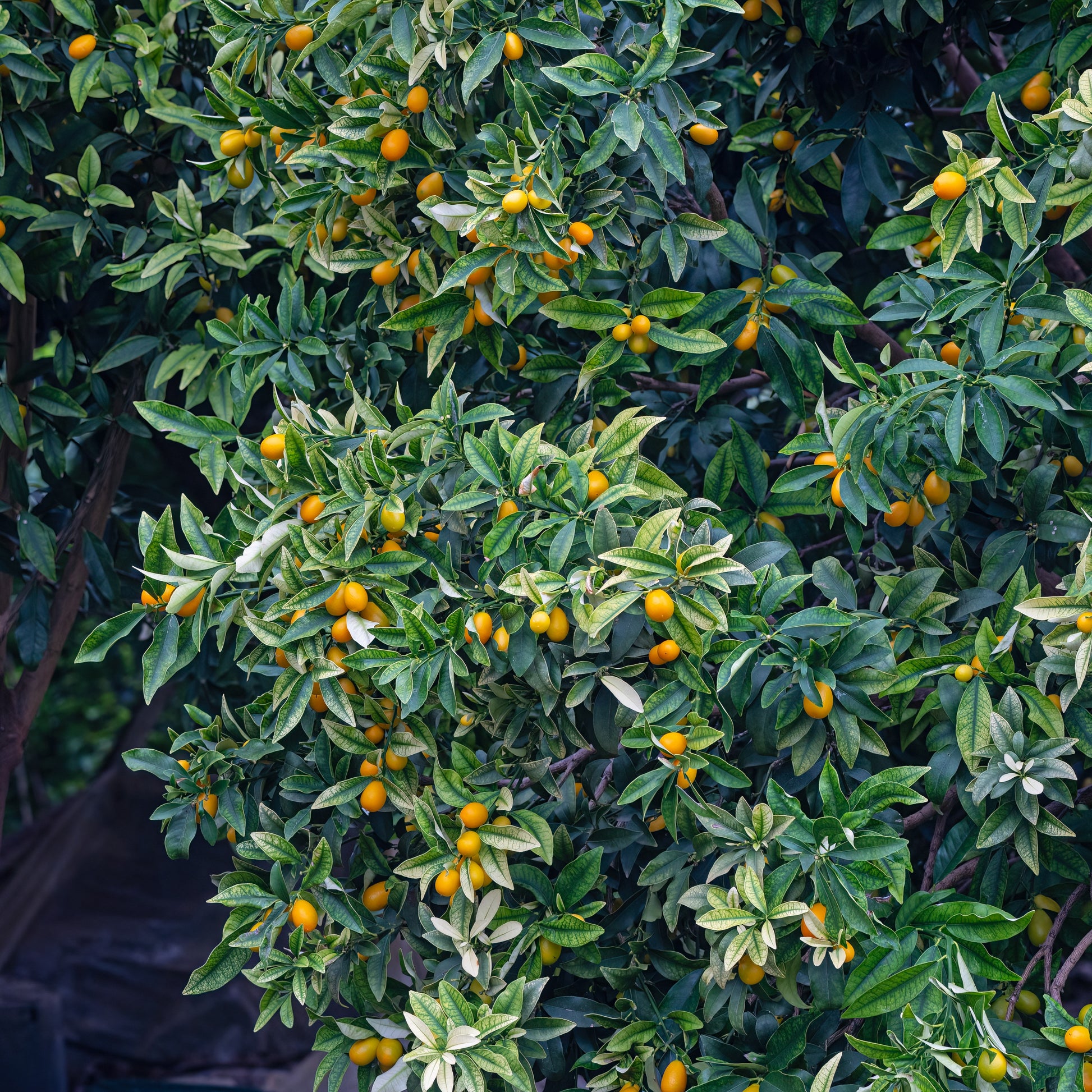 Fortunella margarita - Kumquat - Zitrusfrüchte