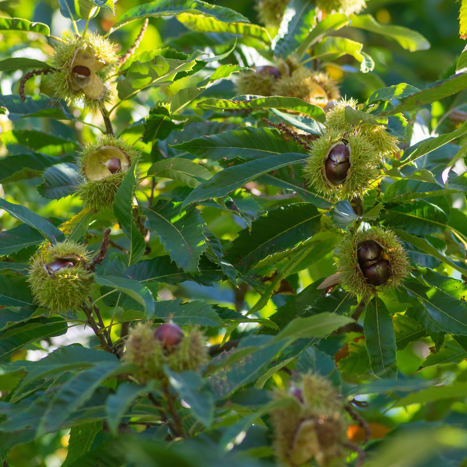 Edelkastanie - Castanea sativa - Bakker