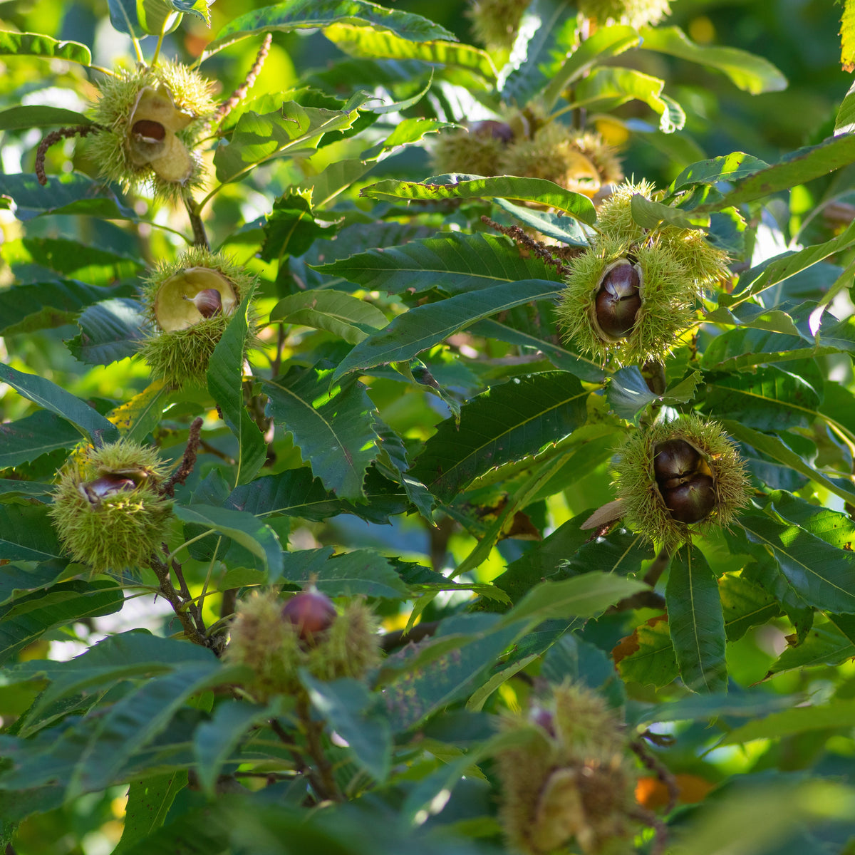 Edelkastanie - Castanea sativa - Bakker