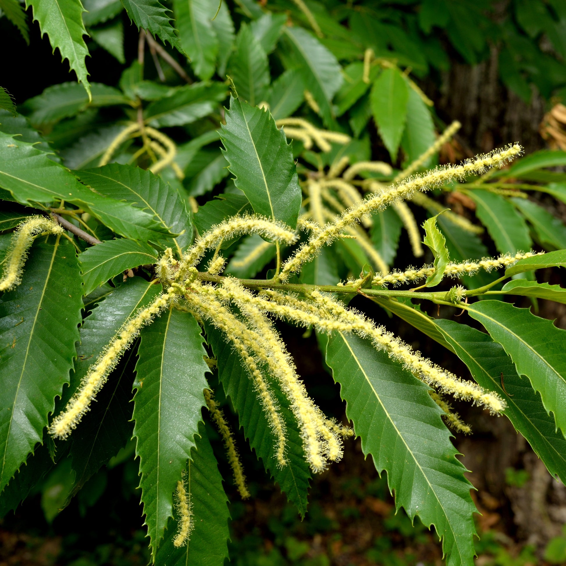 Kastanie - Edelkastanie - Castanea sativa