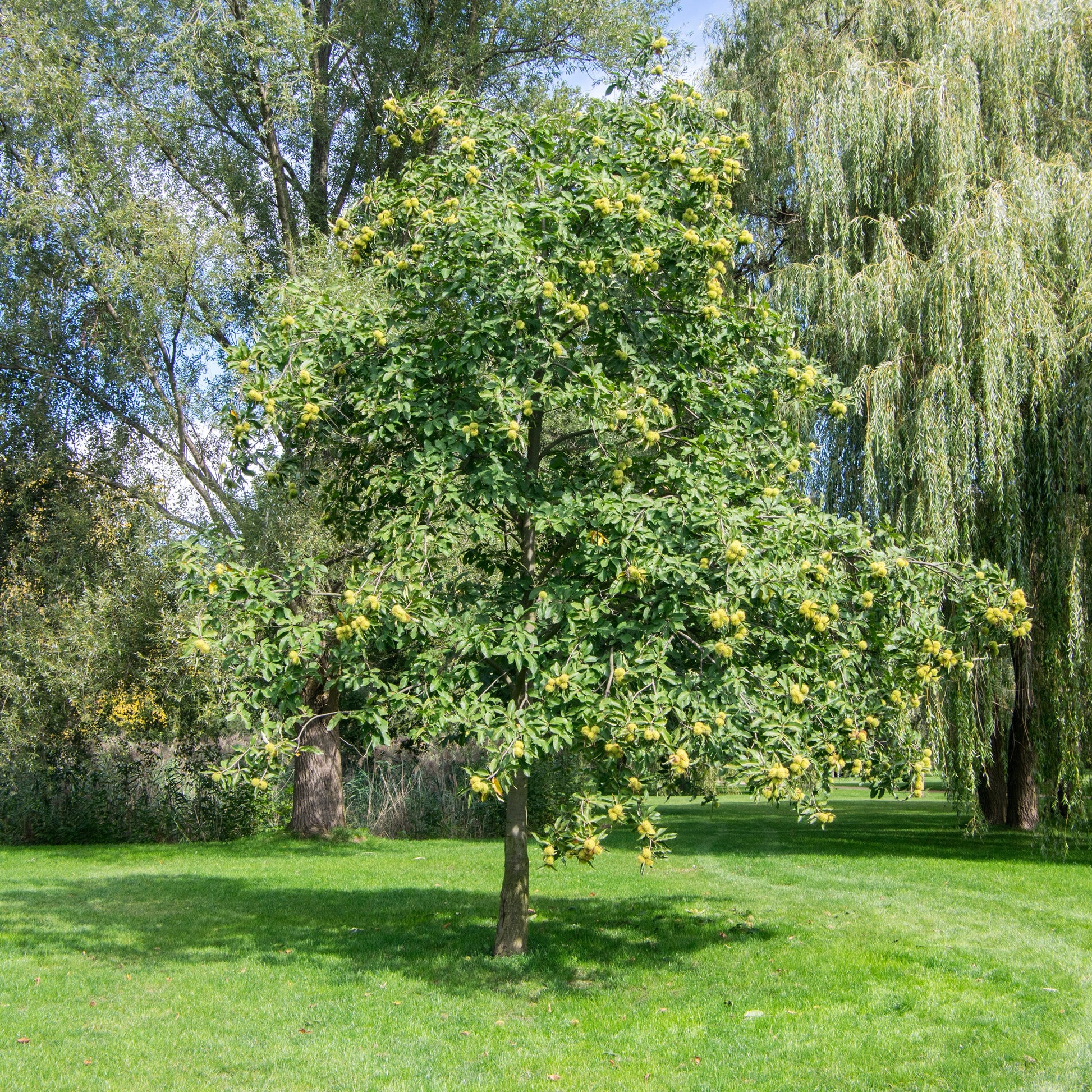 Castanea sativa - Edelkastanie - Kastanie
