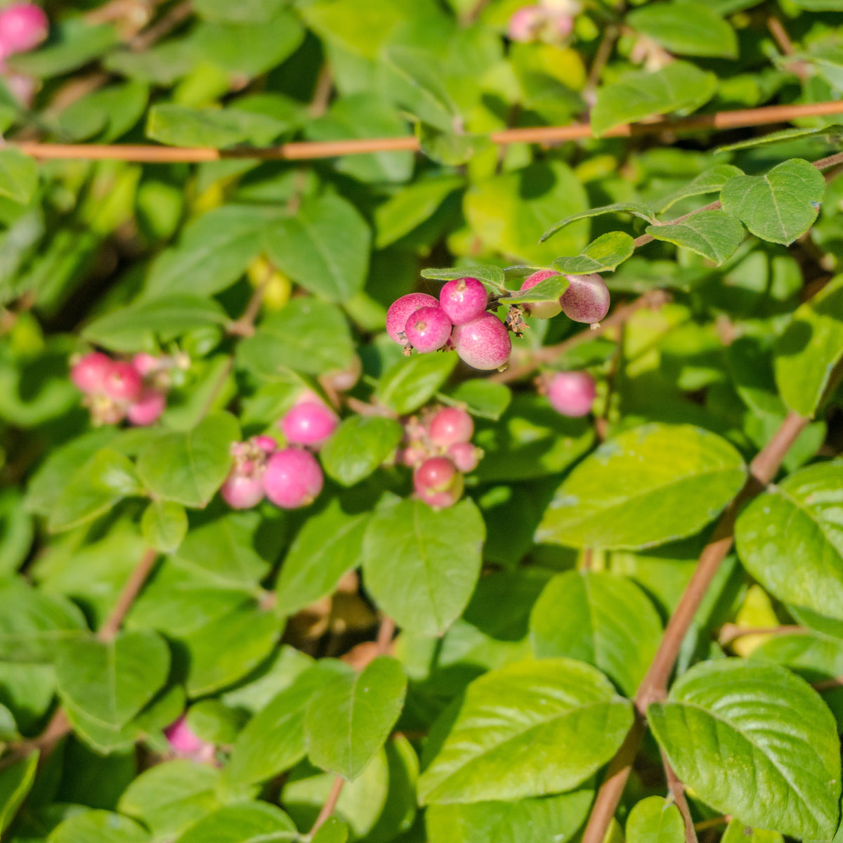 Schneebeere Mother of Pearl - Symphoricarpos doorenbosii mother of pearl - Bakker