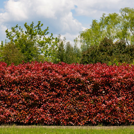 Glanzmispel 'Red Robin' (x3) - Bakker