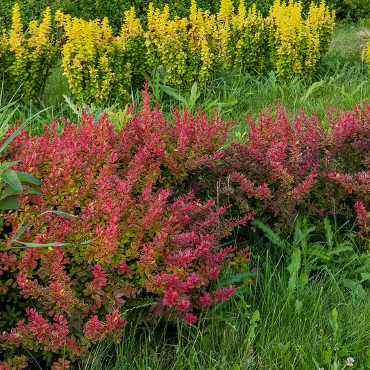 Blut-Berberitze ‘Atropurpurea’ Hecke - Bakker