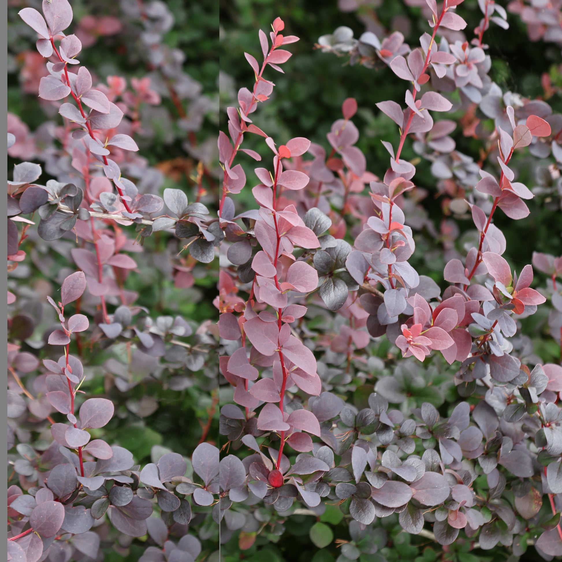 Berberis thunbergii Atropurpurea - Blut-Berberitze ‘Atropurpurea’ Hecke - Berberis - Berberitze