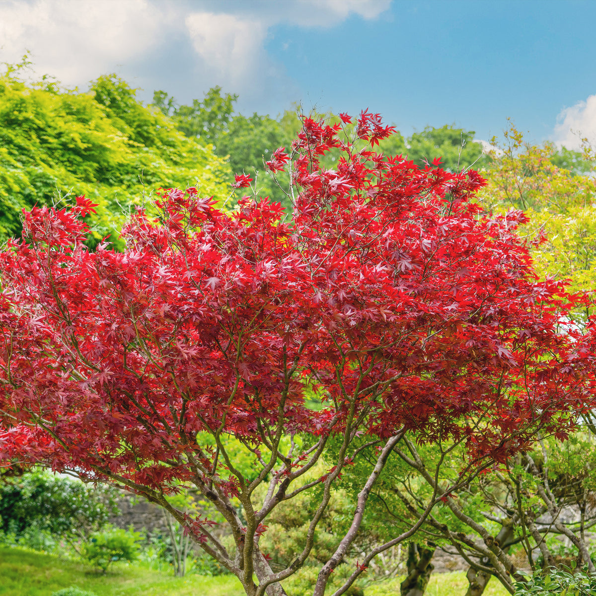 Japanischer Ahorn 'Atropurpureum' - Bakker