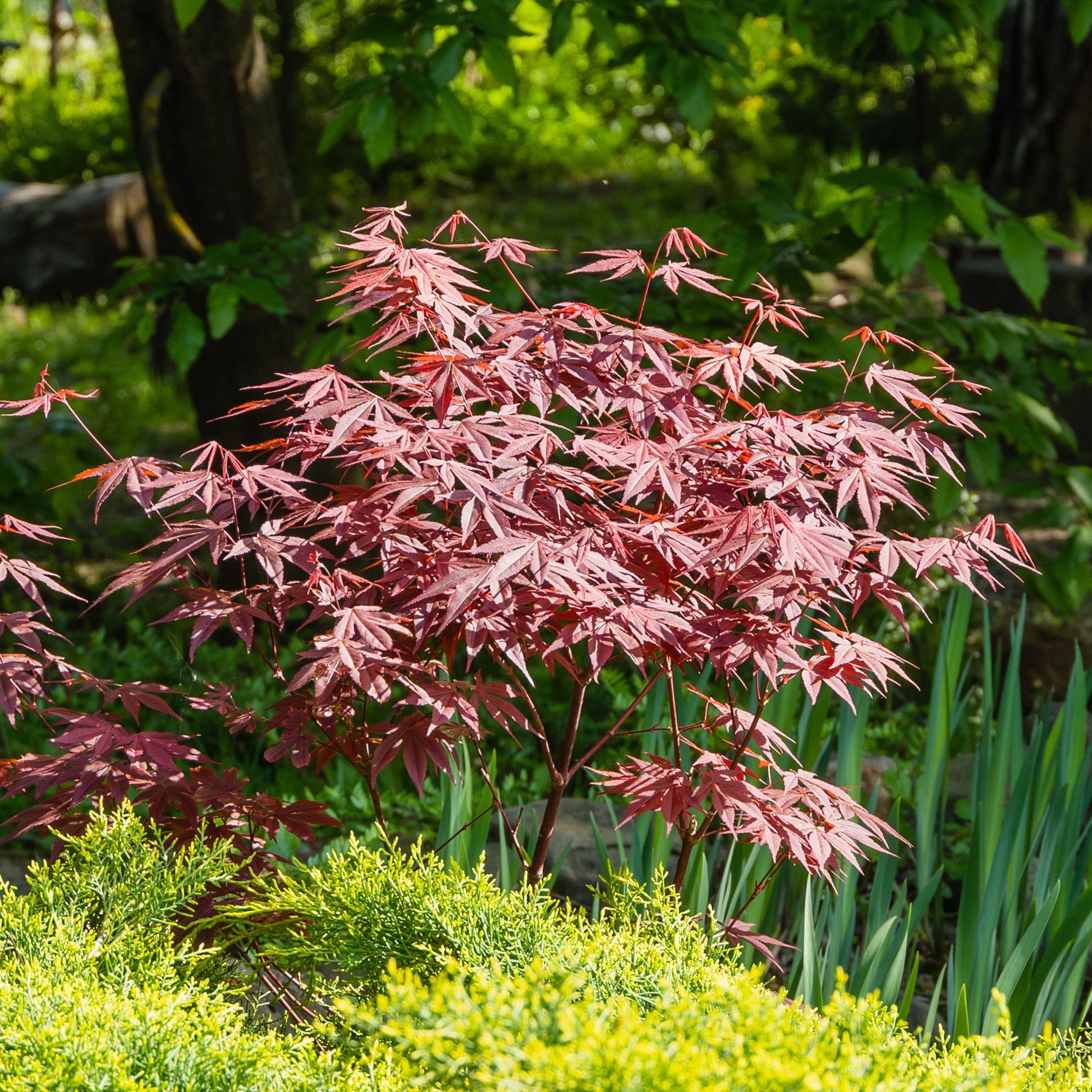 Verkauf Japanischer Ahorn 'Atropurpureum' - Acer palmatum Atropurpureum