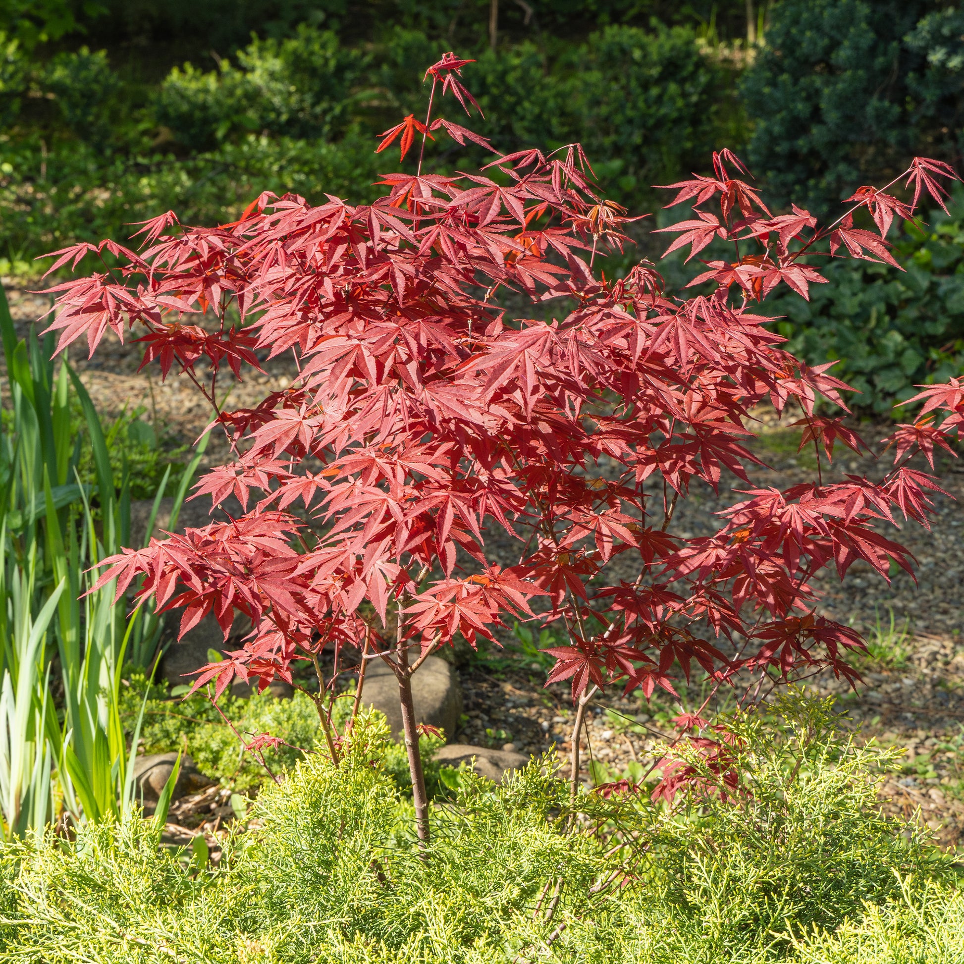 Acer palmatum Atropurpureum - Japanischer Ahorn 'Atropurpureum' - Japanischer Ahorn