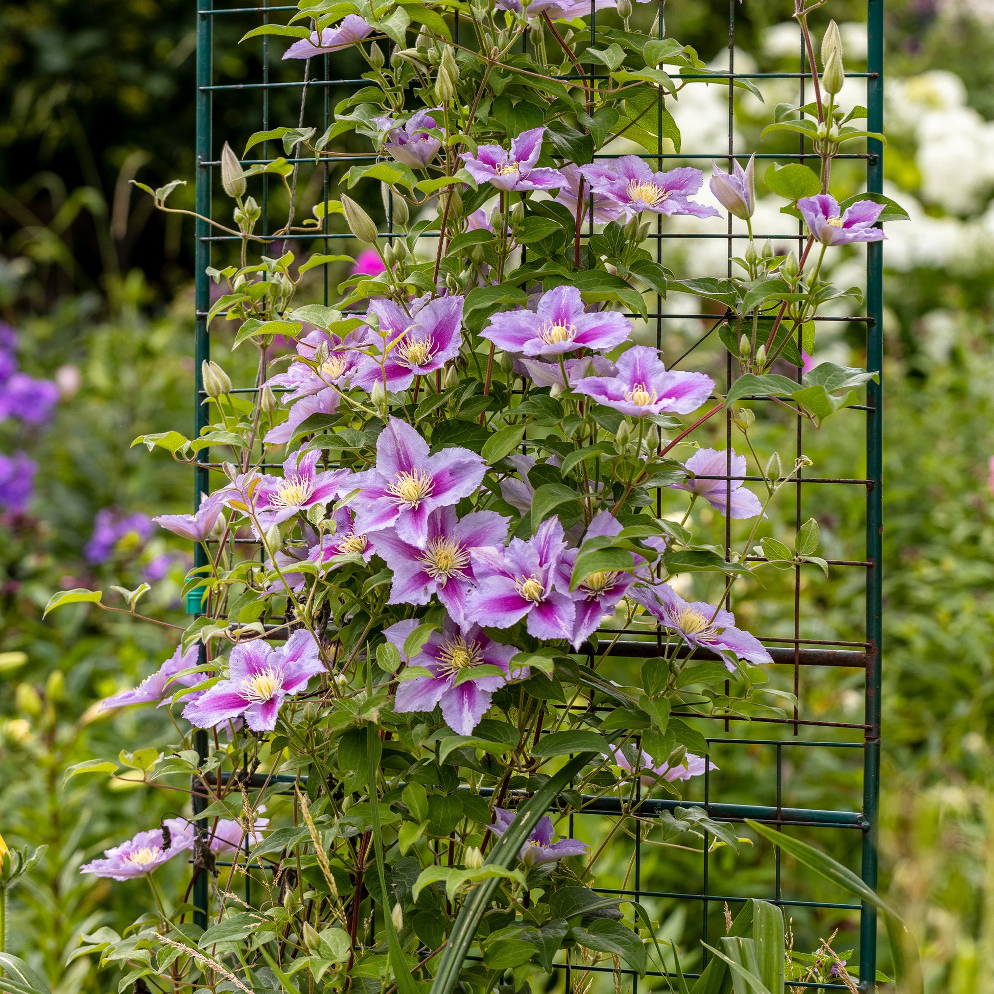 Kletterpflanzen Kollektion (x3) - Lonicera heckrottii American Beauty, Clematis patens Piilu, Parthenocissus tricuspidata Veitchii - Bakker