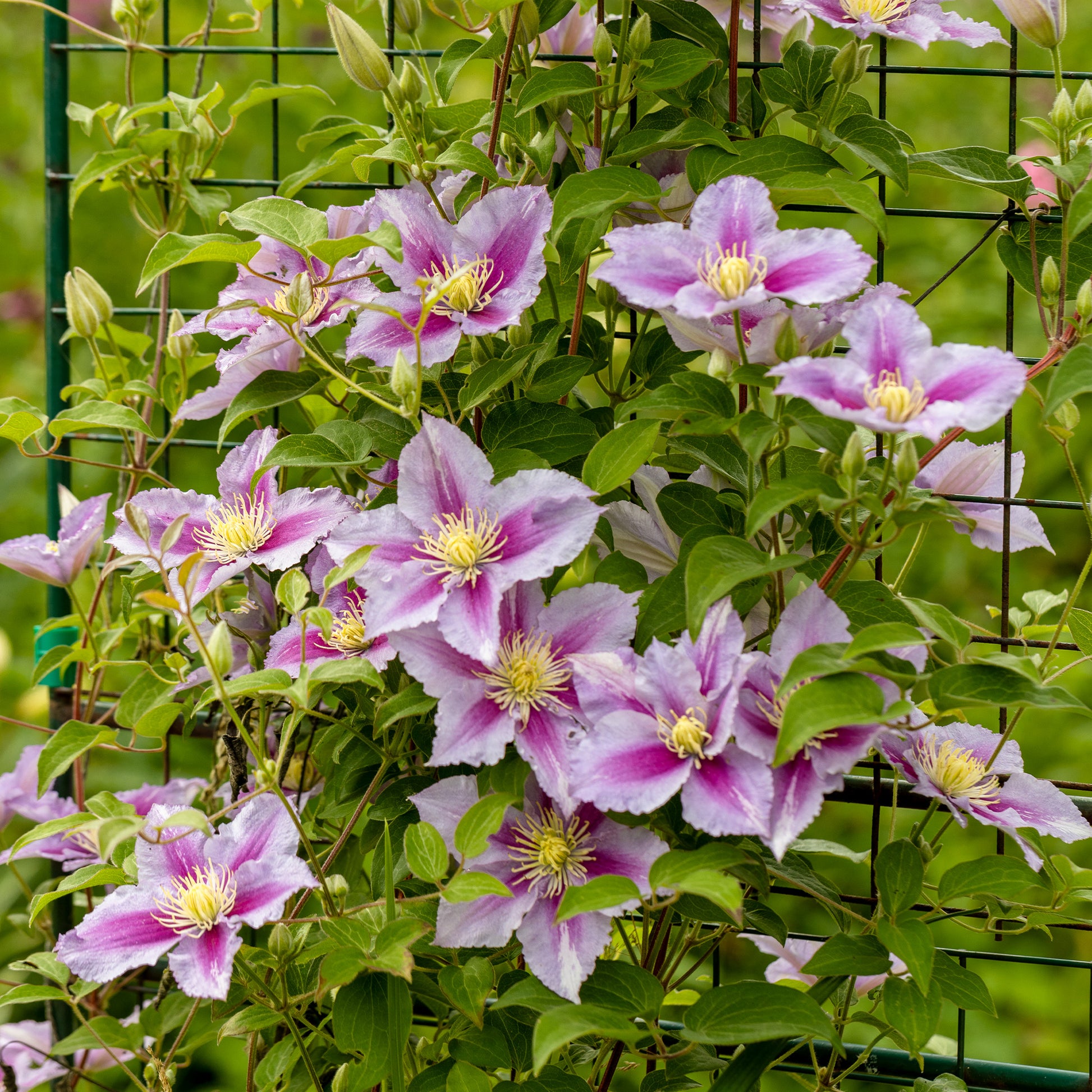 Clematis - Clematis 'Piilu' - Clematis patens Piilu
