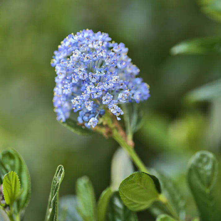 Säckelblume Victoria - Ceanothus impressus Victoria - Bakker