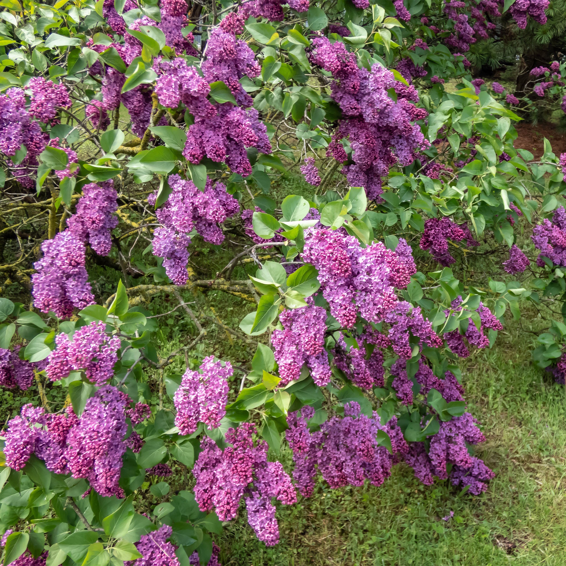 Hecken-Kollektion blühend & duftend (x12) - Syringa vulgaris, Forsythia x intermedia  Spectabilis, Lonicera fragrantissima, Clethra alnifolia, Philadelphus virginal, Rosa rugosa - Bakker