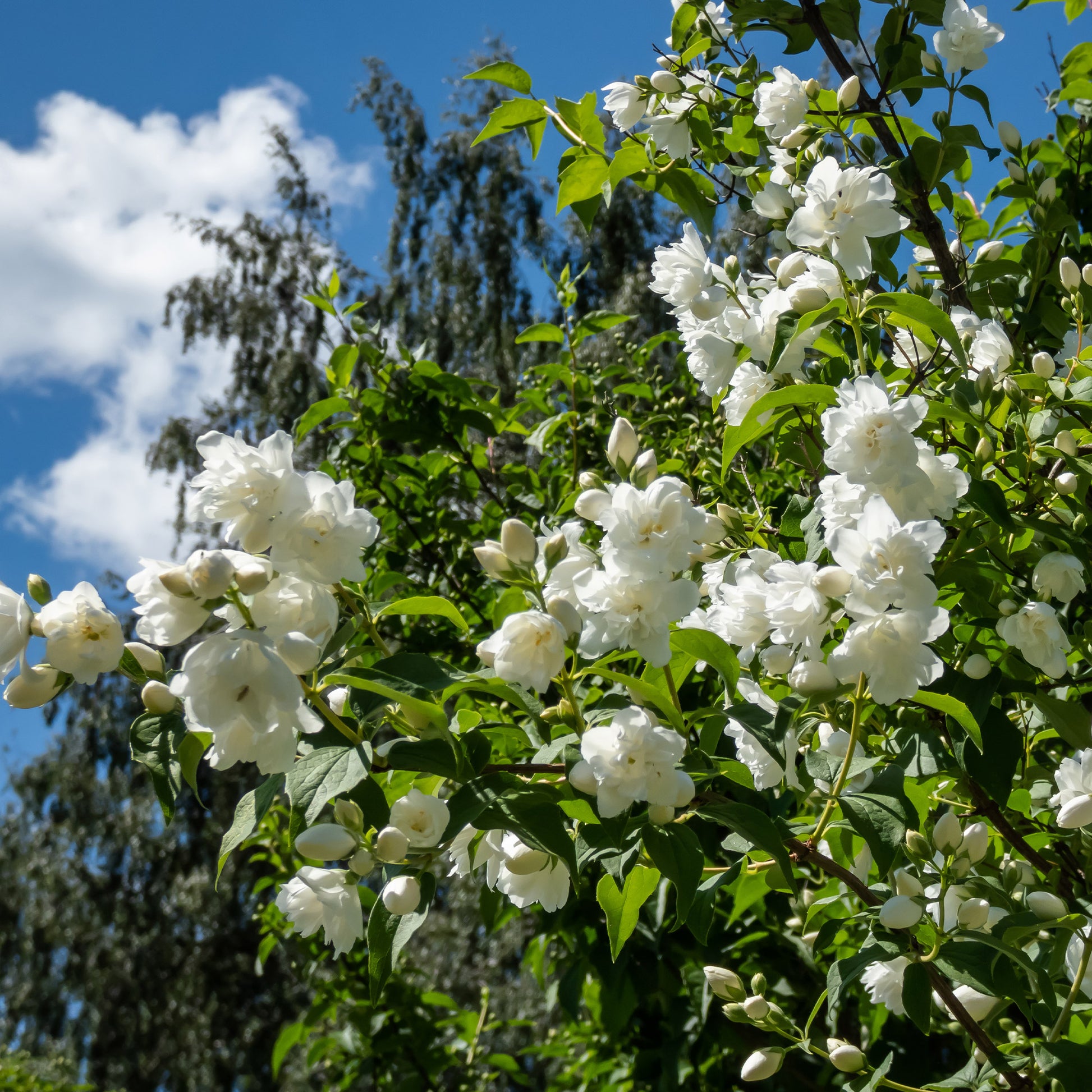 Syringa vulgaris, Forsythia x intermedia  Spectabilis, Lonicera fragrantissima, Clethra alnifolia, Philadelphus virginal, Rosa rugosa - Hecken-Kollektion blühend & duftend (x12) - Heckensträucher