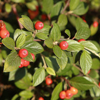 Franchets Zwergmispel - Cotoneaster franchetii - Bakker