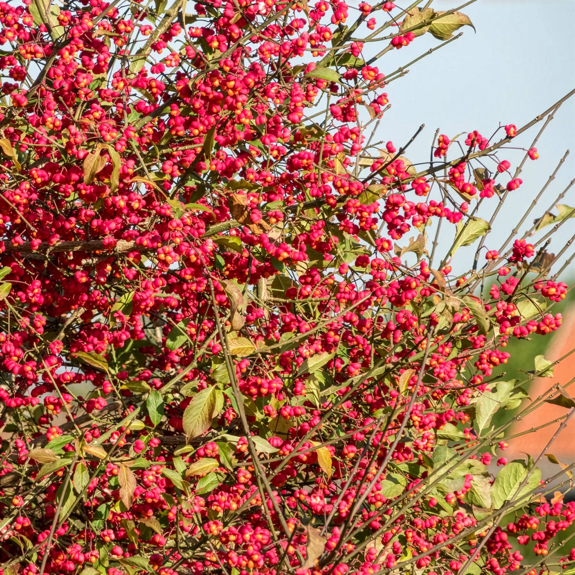 Heckensträucher - Vogelhecken-Kollektion - Cotoneaster franchetii, Amelanchier lamarckii, Euonymus europaeus, Symphoricarpos doorenbosii