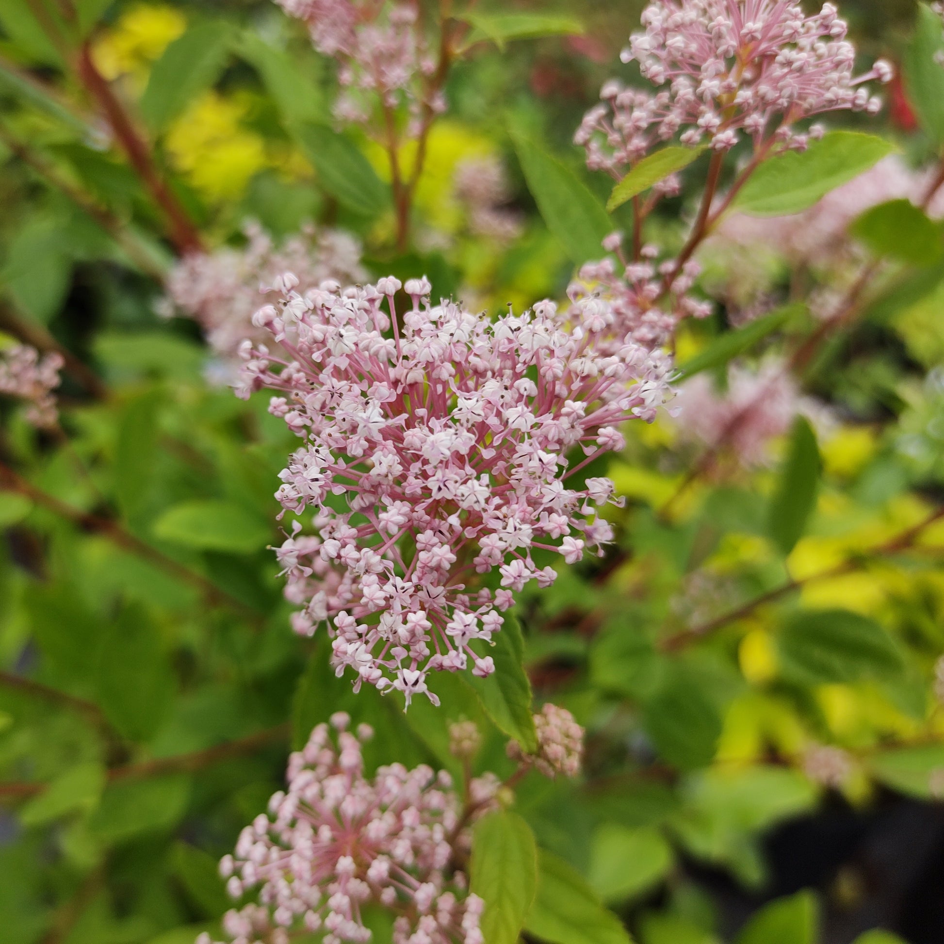 Säckelblume Marie Simon - Bakker
